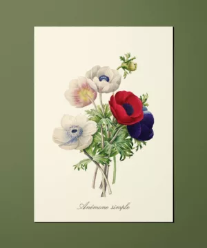 Carte Fleurs Anémone simple